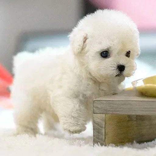 Jouet chiot en peluche réaliste — Mouvements réalistes de la queue, de la tête et du corps