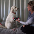 Envoltório para pernas de cães com terapia de luz vermelha — Suporte direcionado para as articulações