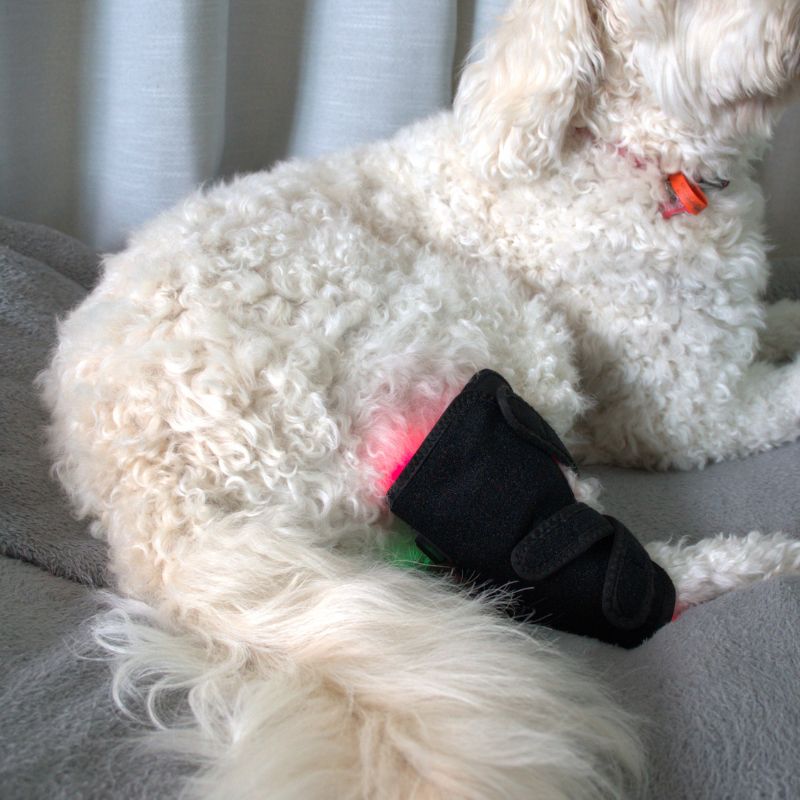 Envoltório para pernas de cães com terapia de luz vermelha — Suporte direcionado para as articulações
