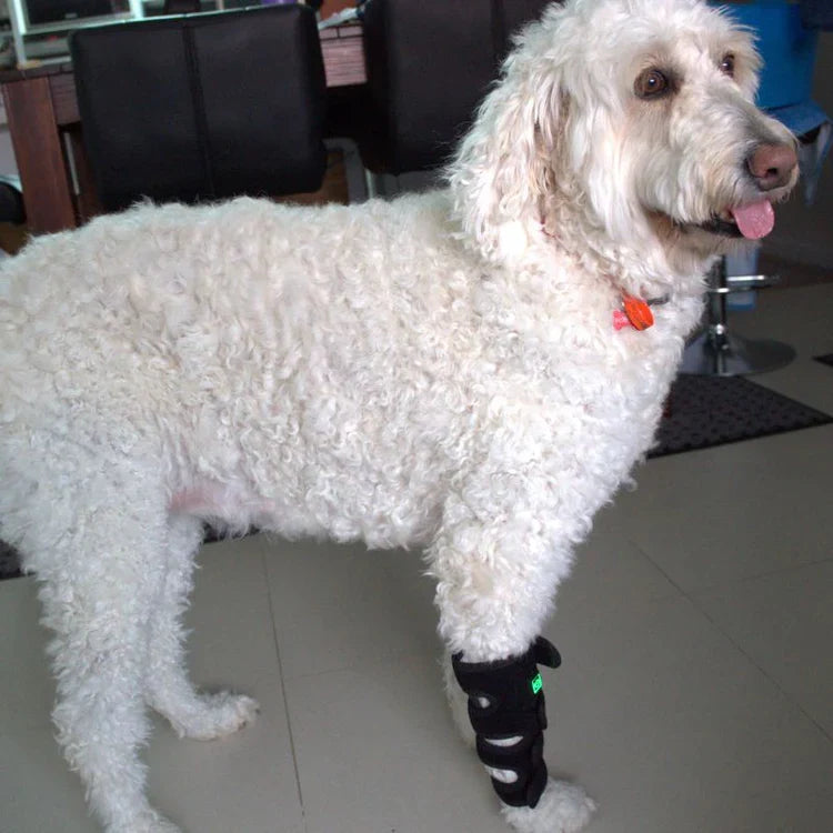 Envoltório para pernas de cães com terapia de luz vermelha — Suporte direcionado para as articulações
