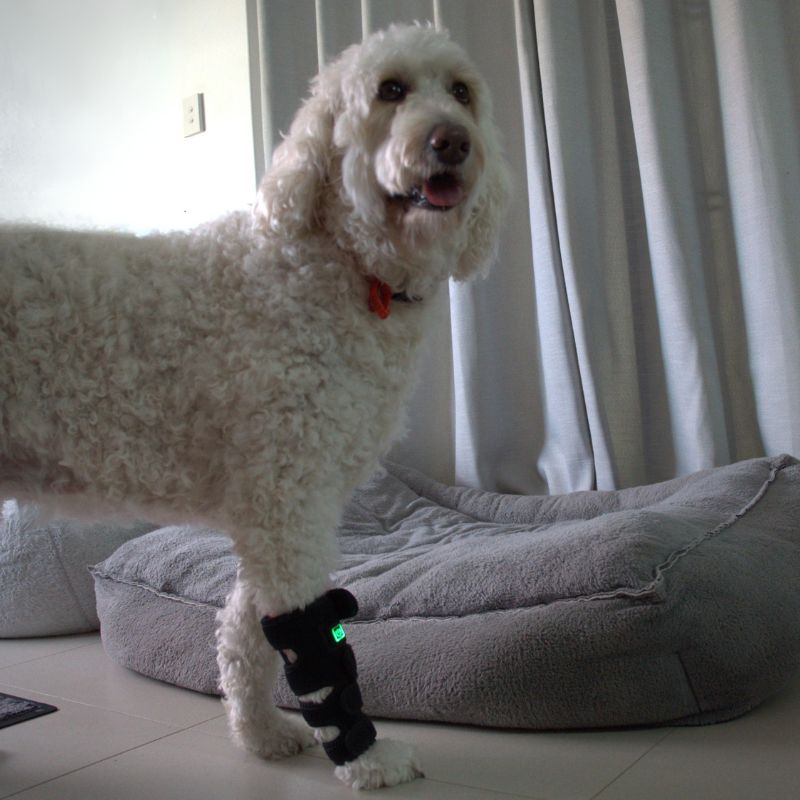 Envoltório para pernas de cães com terapia de luz vermelha — Suporte direcionado para as articulações