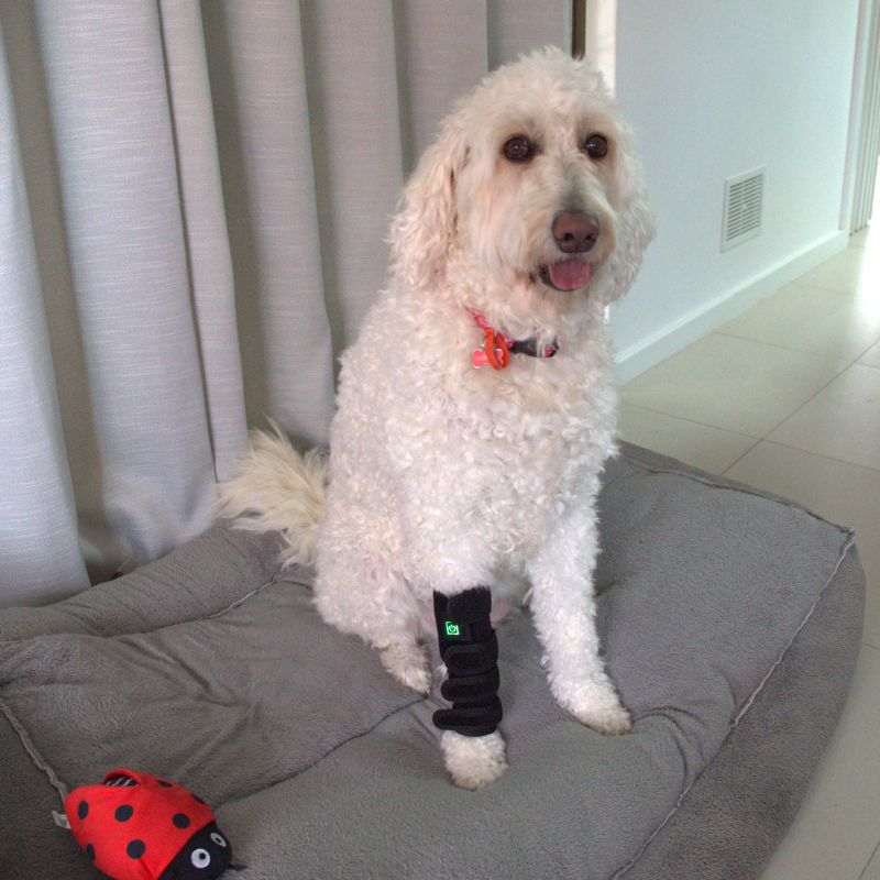 Envoltório para pernas de cães com terapia de luz vermelha — Suporte direcionado para as articulações