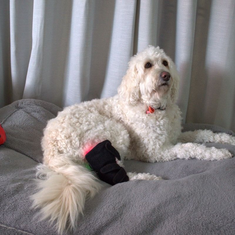 Envoltório para pernas de cães com terapia de luz vermelha — Suporte direcionado para as articulações