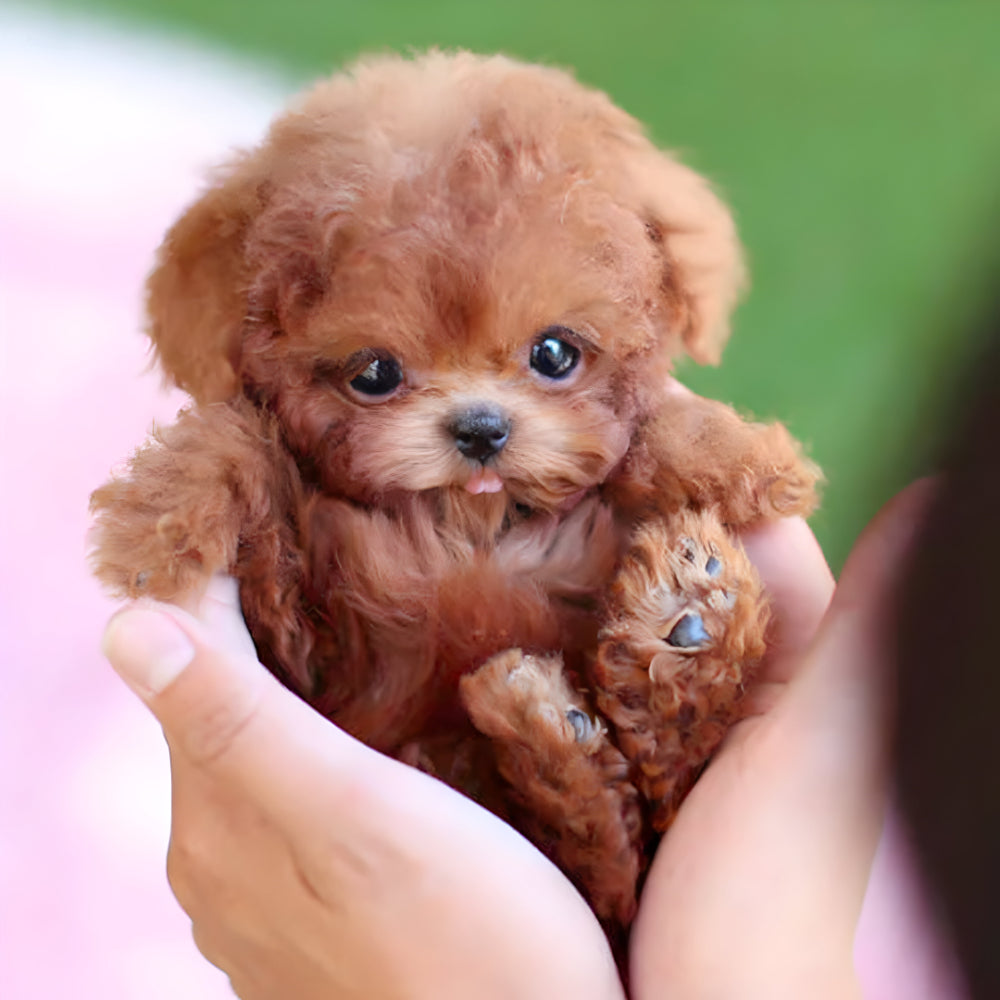 Juguete de cachorro robótico AstraPup para niños — camina, ladra y mueve la cola