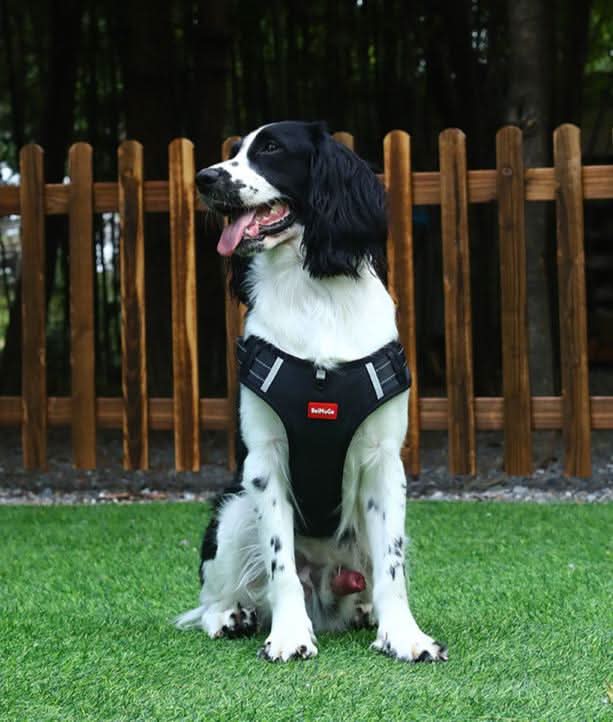 Pettorina per cani CalmStride anti-tiro — Design ergonomico a Y