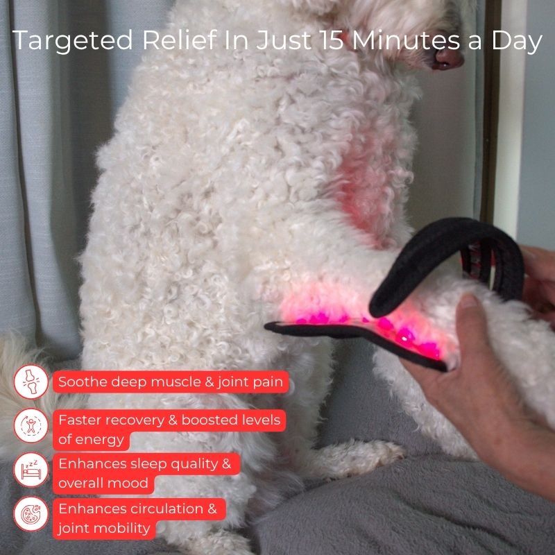 Envoltório para pernas de cães com terapia de luz vermelha — Suporte direcionado para as articulações