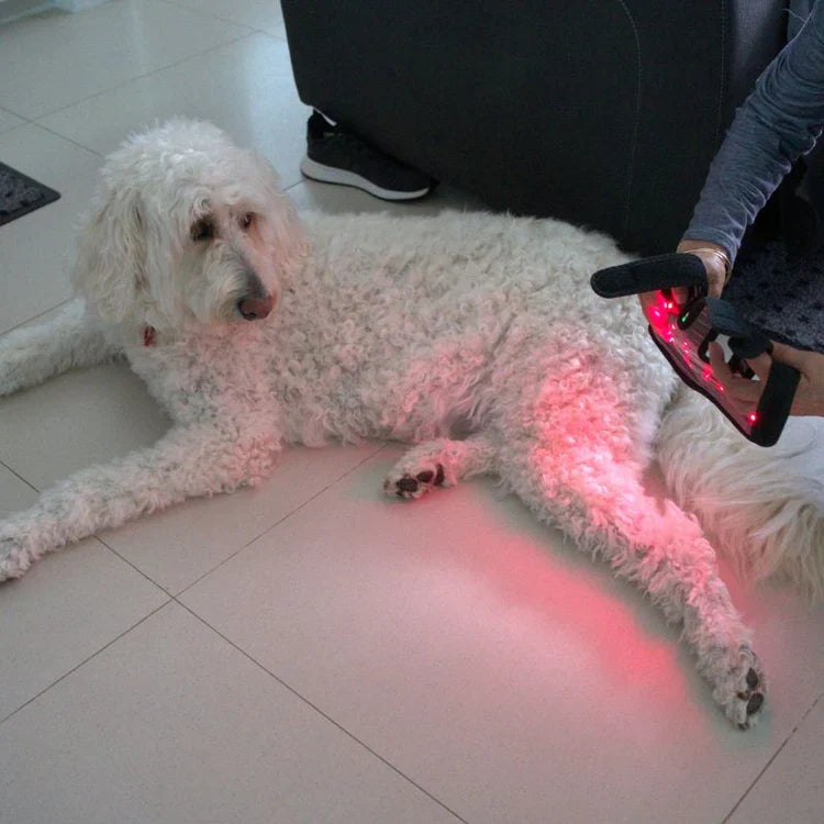 Envoltório para pernas de cães com terapia de luz vermelha — Suporte direcionado para as articulações