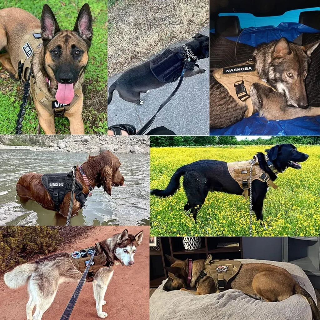 Pettorina per cani di grado militare — Gilet tattico a sgancio rapido