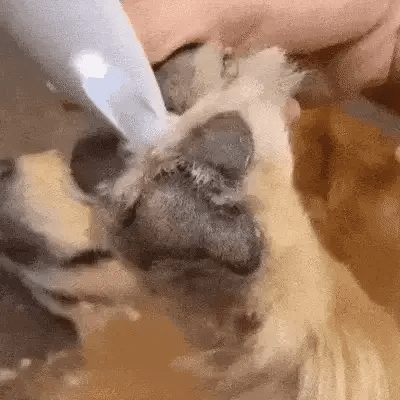 Tagliapelo silenzioso per cani WhisperPaw — Funzionamento silenzioso per zampe e zone sensibili