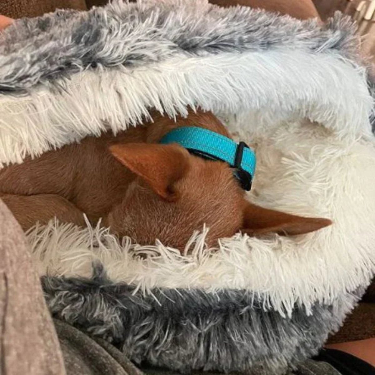Gemütliches rundes Hundebett — Geschlossenes rundes Design