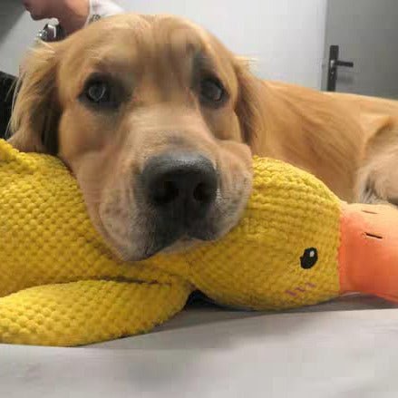 QuackPup interaktives Entenspielzeug für Hunde — realistisches Quakgeräusch