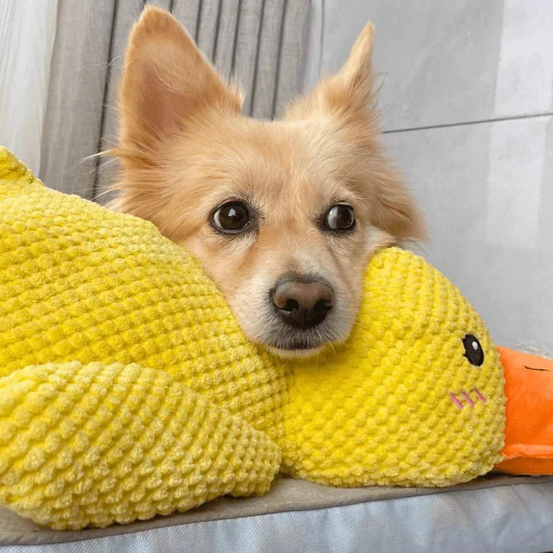 QuackPup interaktives Entenspielzeug für Hunde — realistisches Quakgeräusch