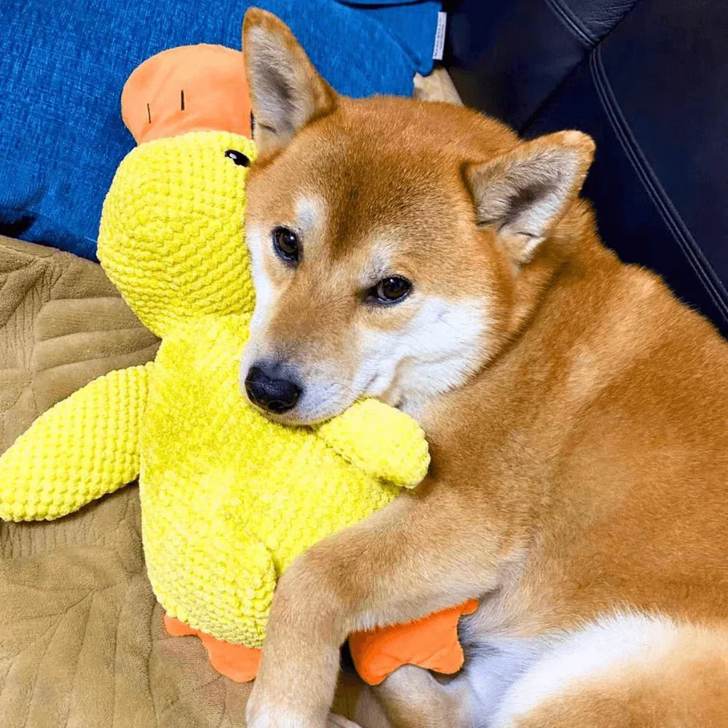 QuackPup interaktives Entenspielzeug für Hunde — realistisches Quakgeräusch