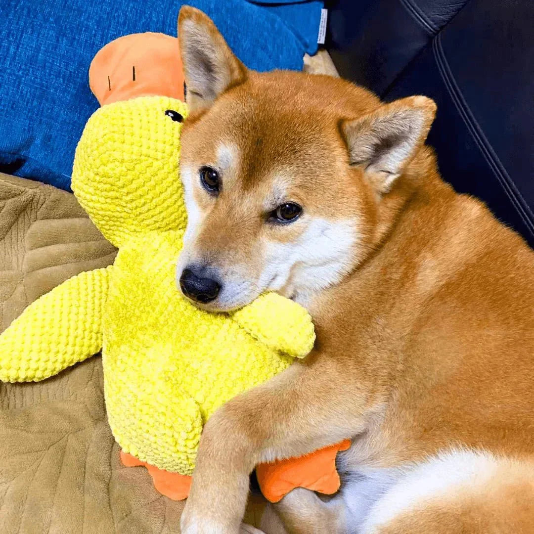 QuackPup interaktives Entenspielzeug für Hunde — realistisches Quakgeräusch
