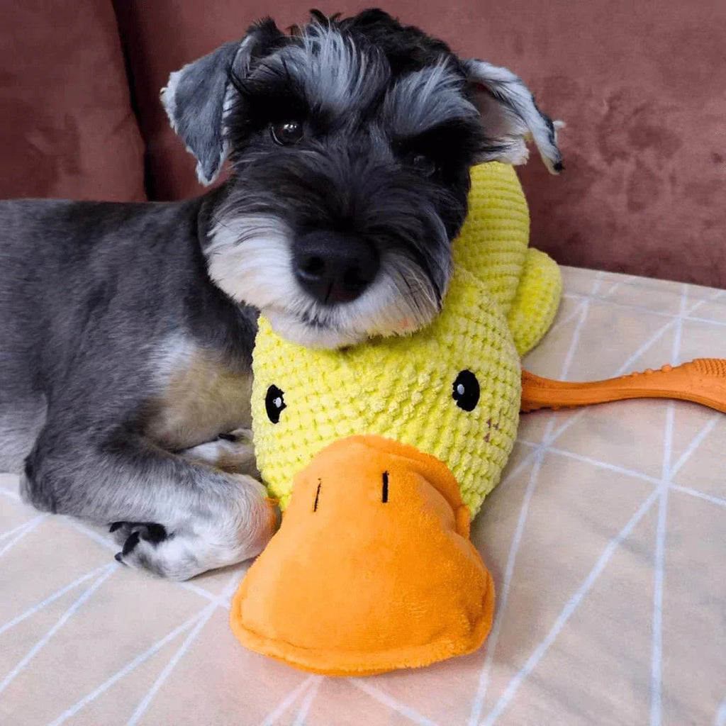 QuackPup interaktives Entenspielzeug für Hunde — realistisches Quakgeräusch